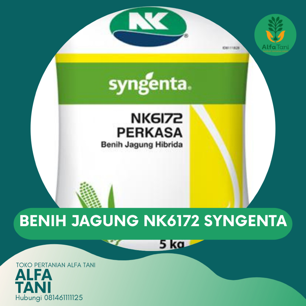 BENIH JAGUNG NK 6172 PERKASA SYNGENTA