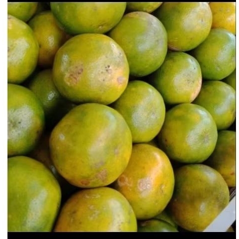 

jeruk madu jumbo