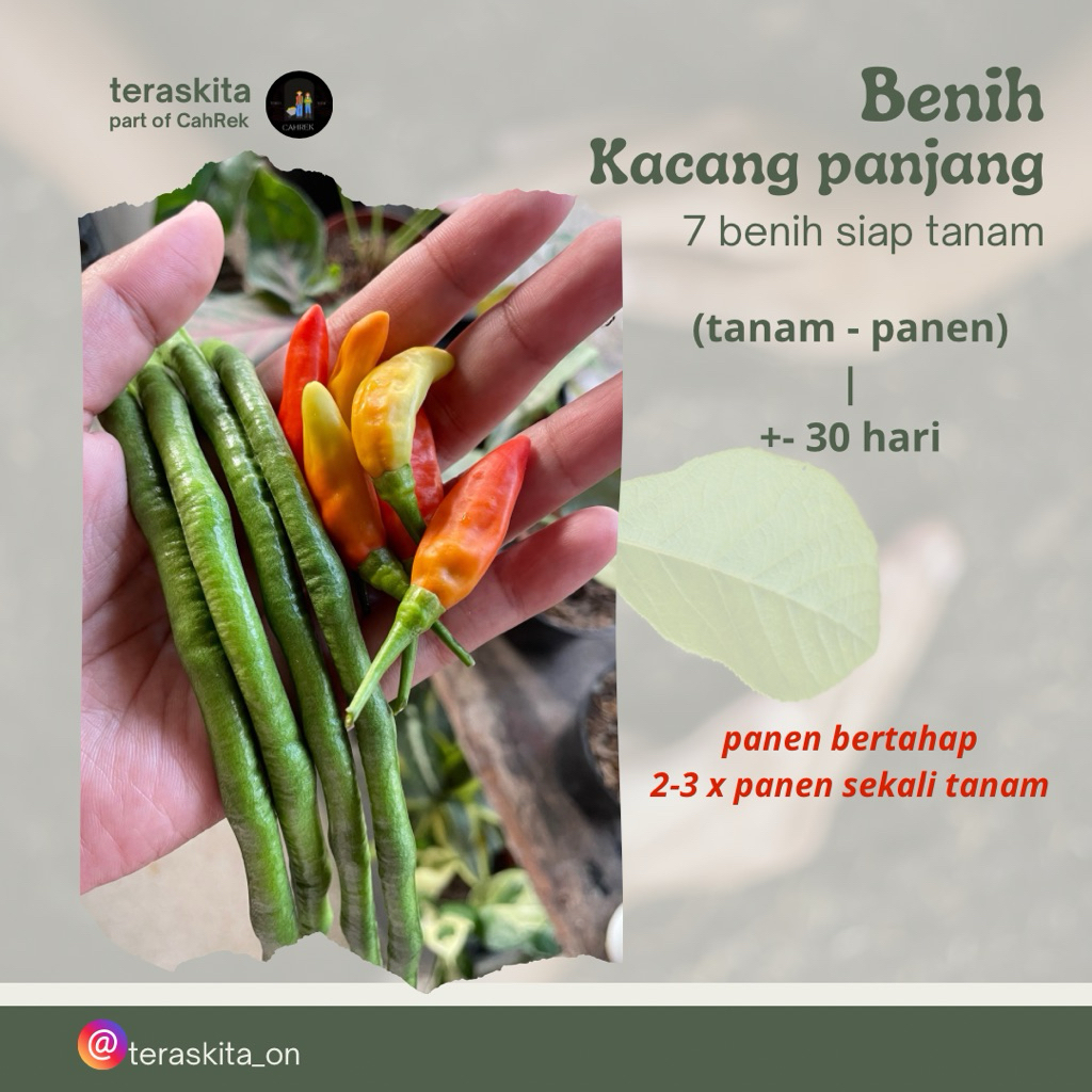 Bibit sayur Benih Kacang Panjang - Bibit tanaman kacang panjang