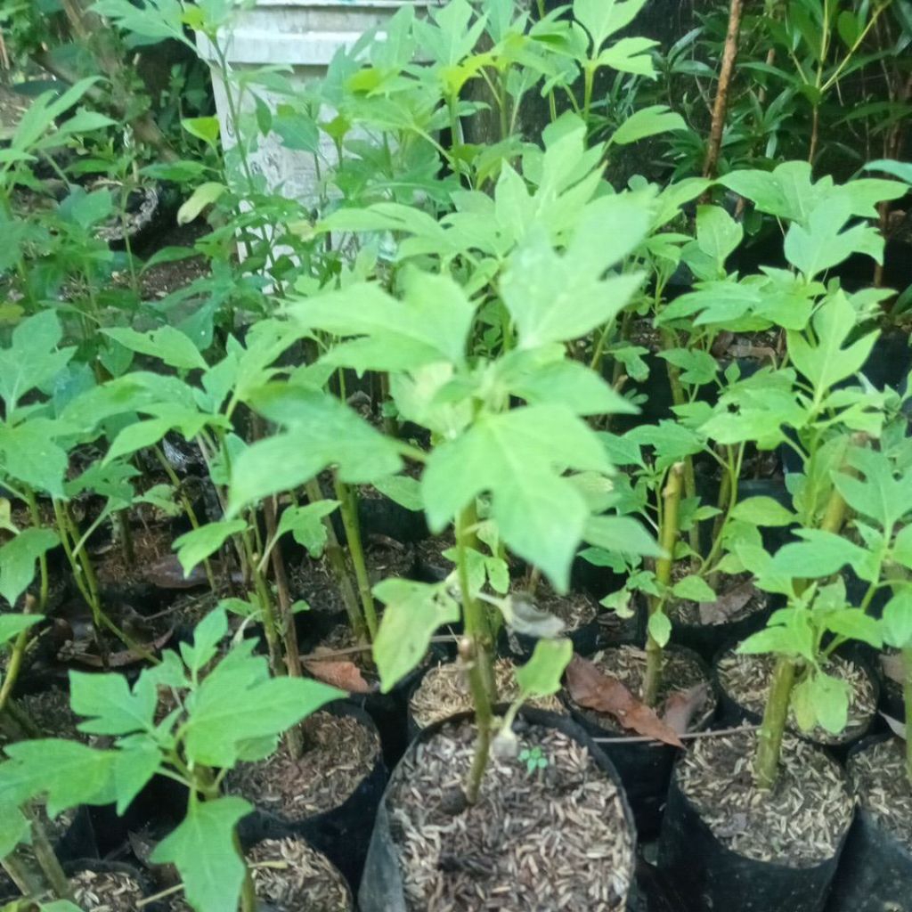 Bibit tanaman insulin tanaman obat daun insulin