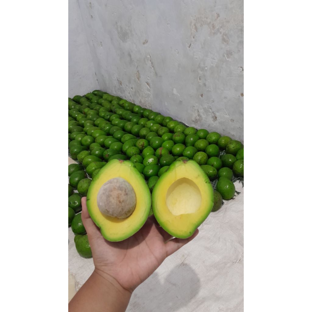 

alpukat mentega fresh/1kg isi 3-4 dominan 4/dikirim mentahan