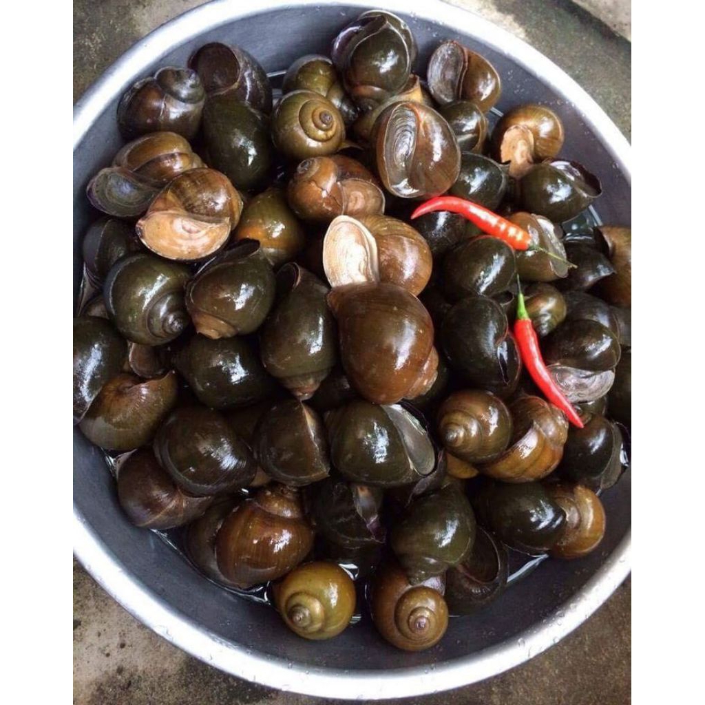 

jual siput laut terlaris