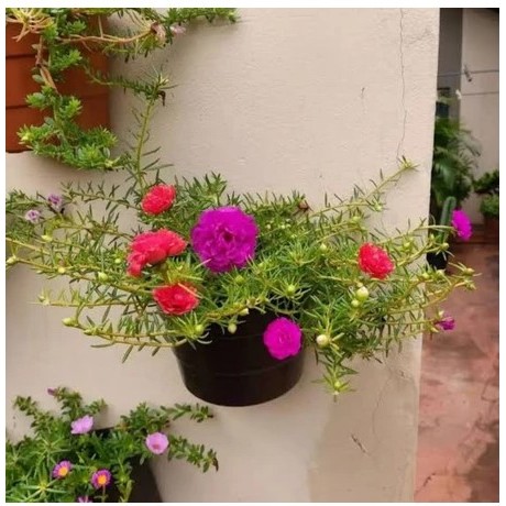 Tanaman Hias Kembang Krokot Tumpuk 20 Batang Bunga Moserose Tanaman Hias Krokot Siap Ditanam