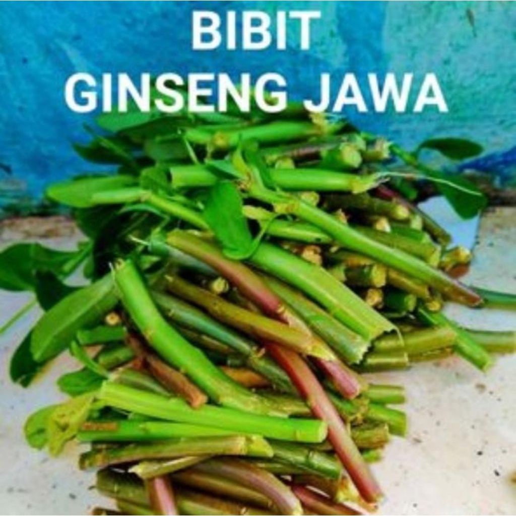 

Gingseng jawa asli organik segar