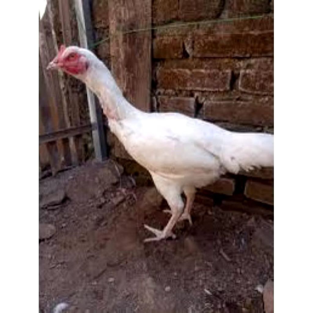 Ayam Pelung Putih Usia 3-4 bulan Terbaik istimewa