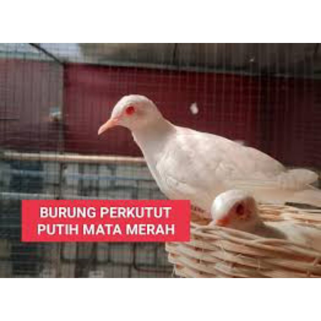 

telur fertil perkutut putih mata merah siap tetas