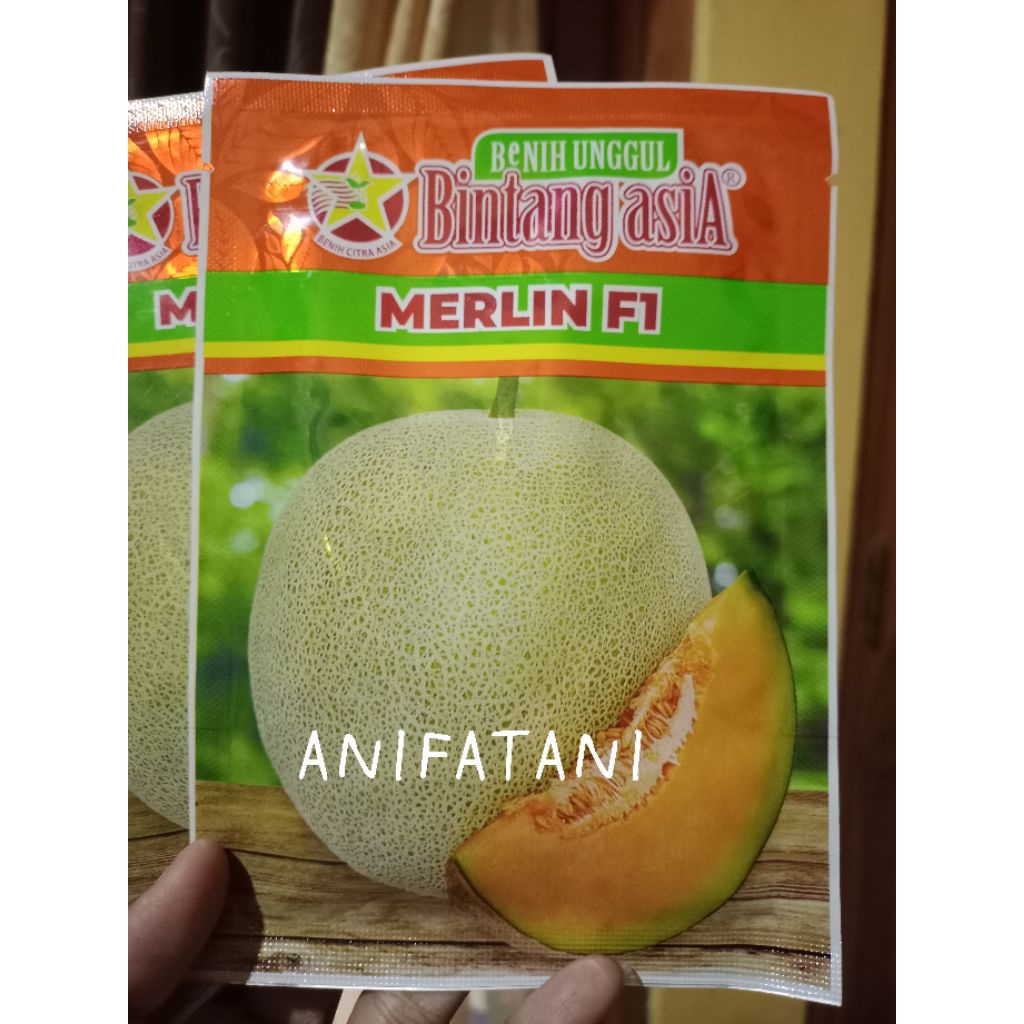 benih melon MERLIN F1