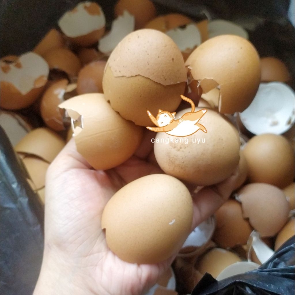 

SPESIALIS CANGKANG TELUR AYAM KAMPUNG KERAJINAN TANGAN PUPUK ALAMI