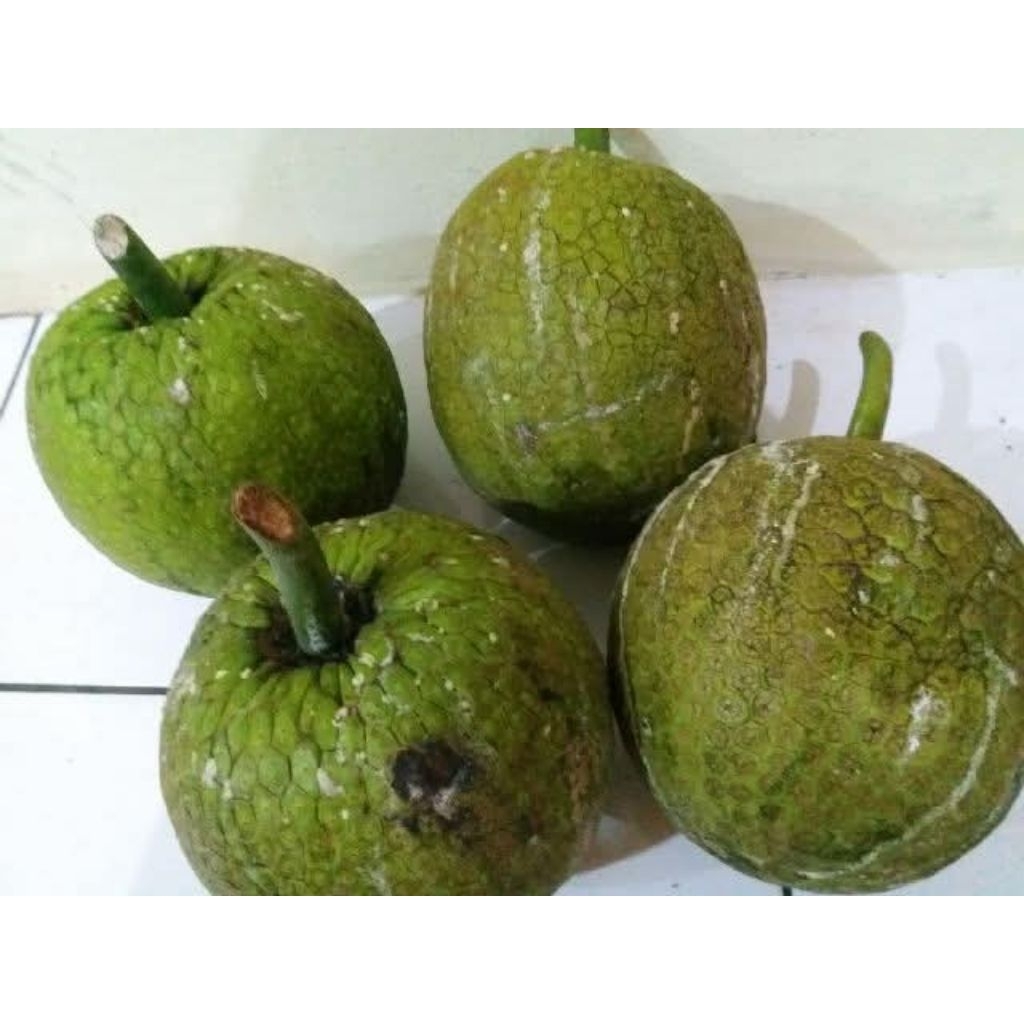 

Sukun mentah fresh per buah