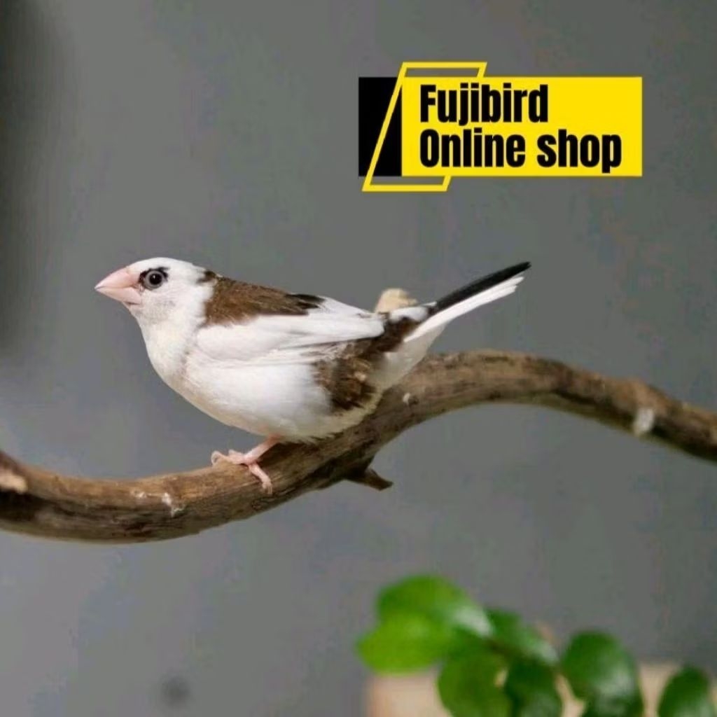 EMPRIT JEPANG EMJE PILIHAN BAGUS