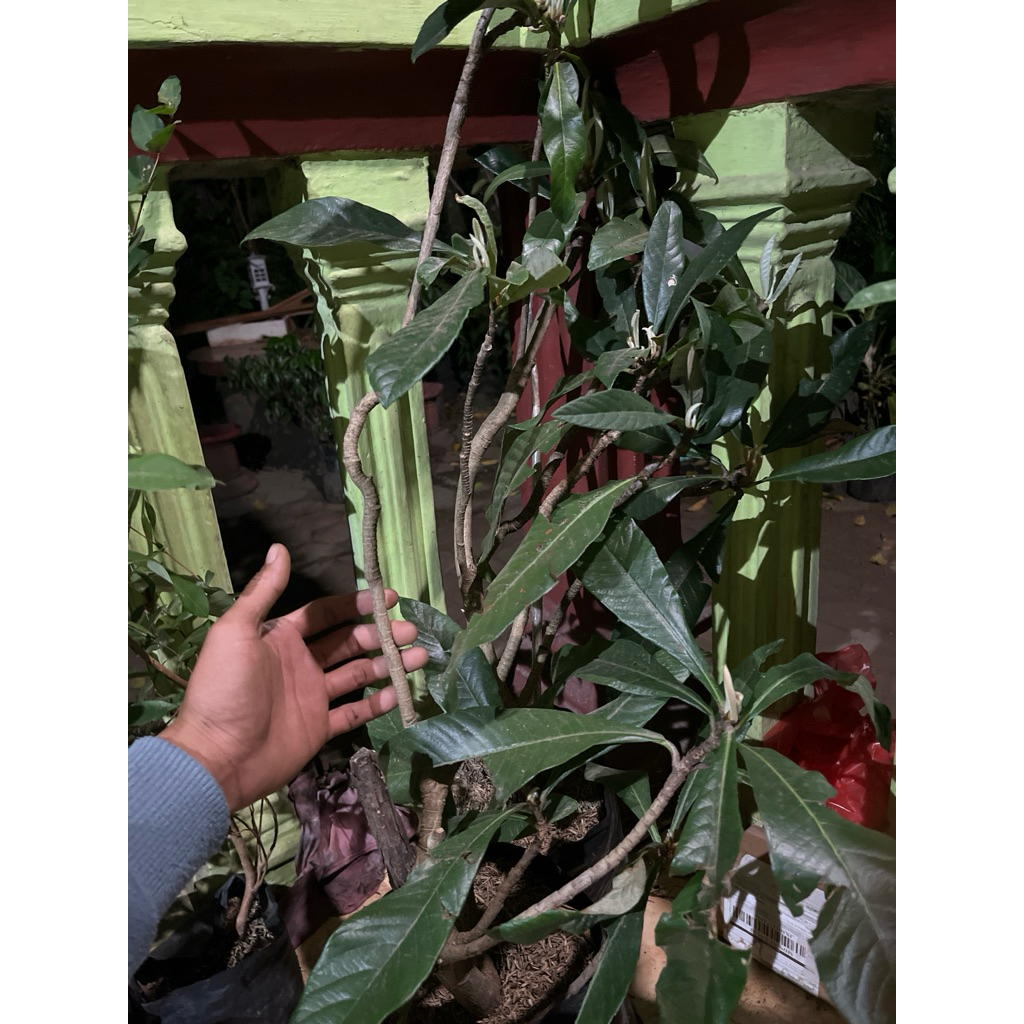 Bibit Leci Biwa Jumbo Batang Besar