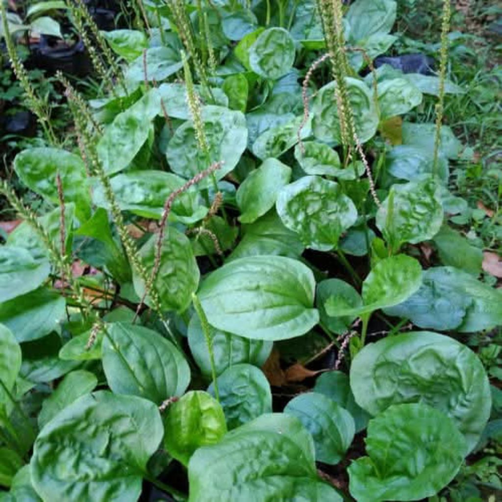 

Daun sendokan obat herbal fres 50 lembar segar