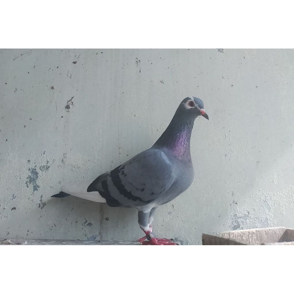 merpati betina trah/geber