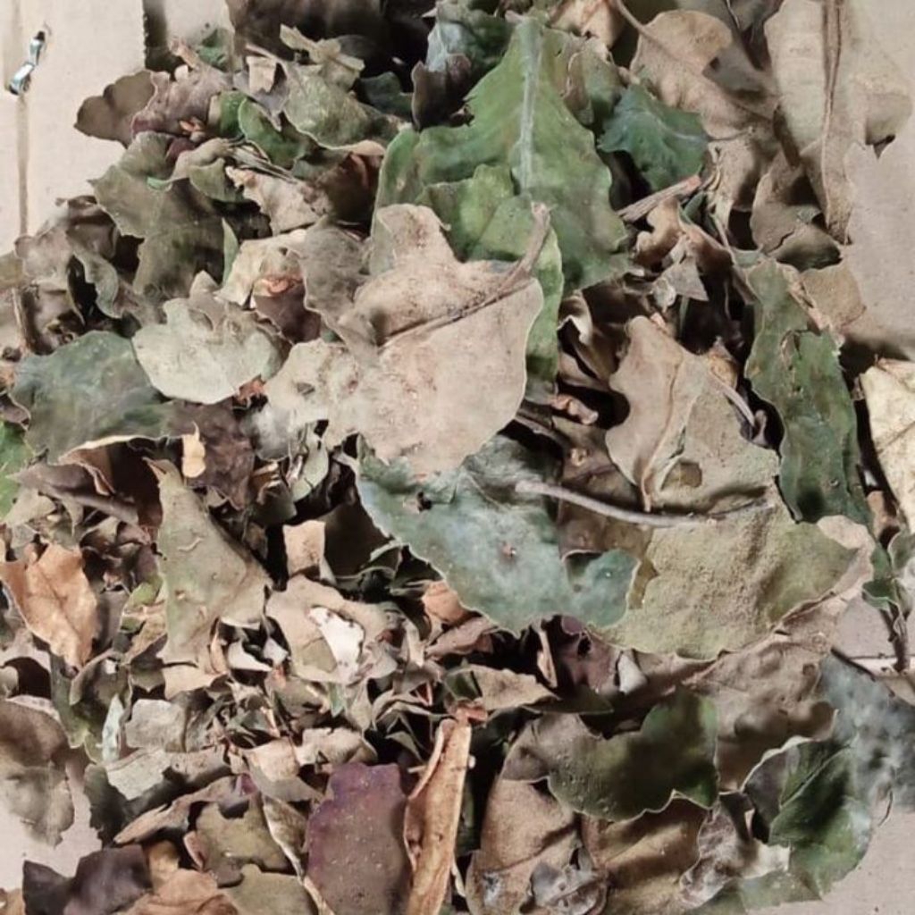 

Benalu teh jambu kering/Benalu hutan asli kwalitas bagus size 500 gram