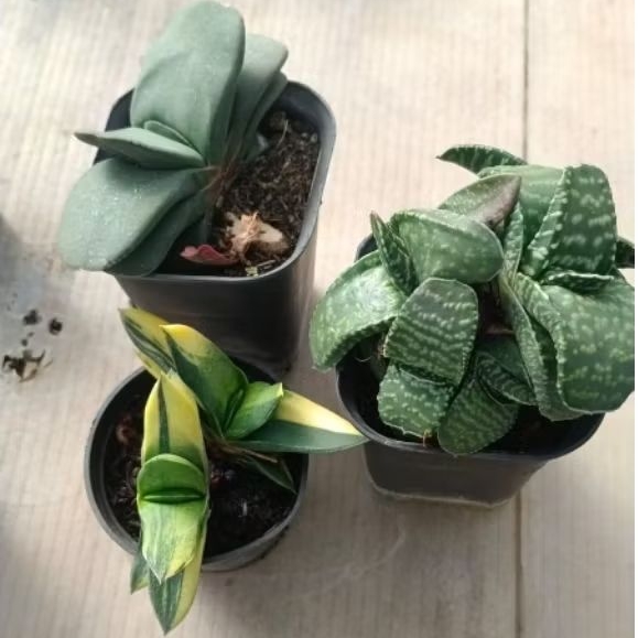 paket gasteria tigerspotnitida