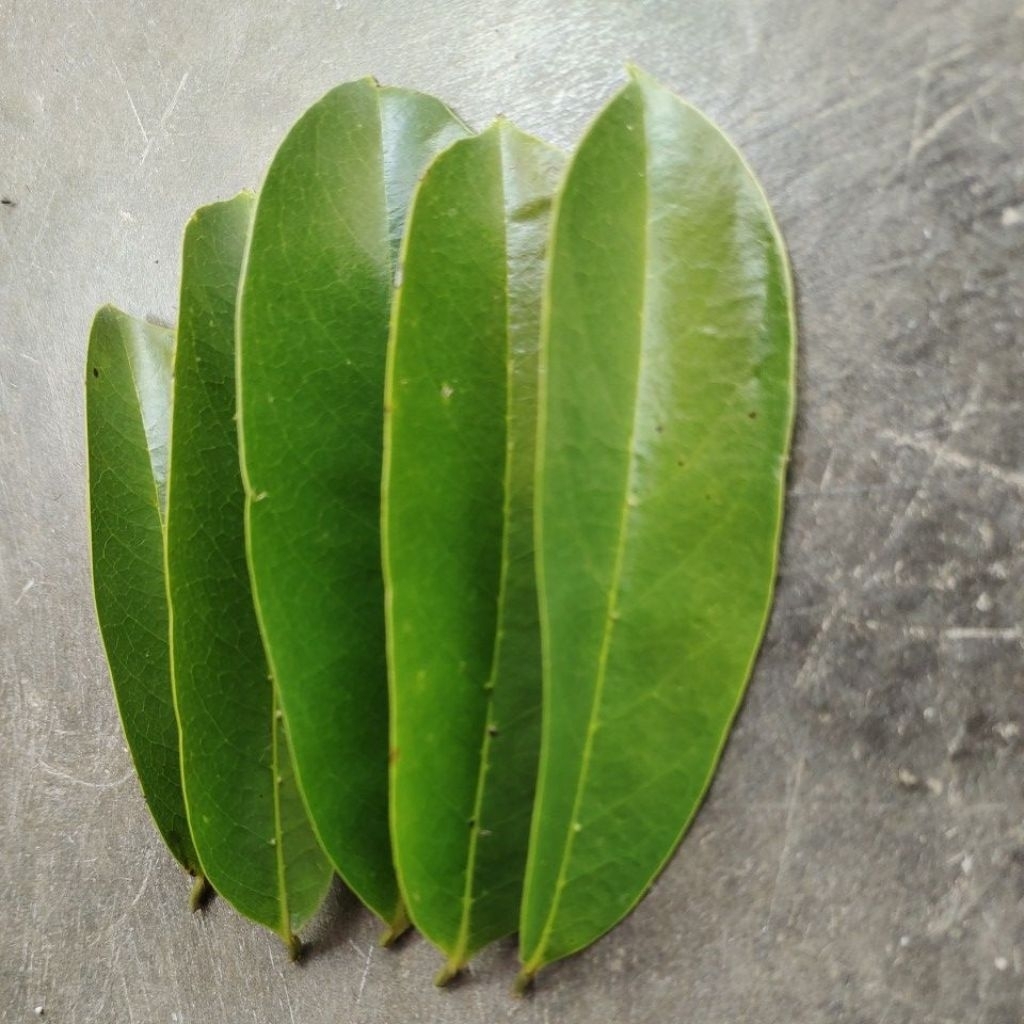 

Daun Sirsak Segar 100 lembar