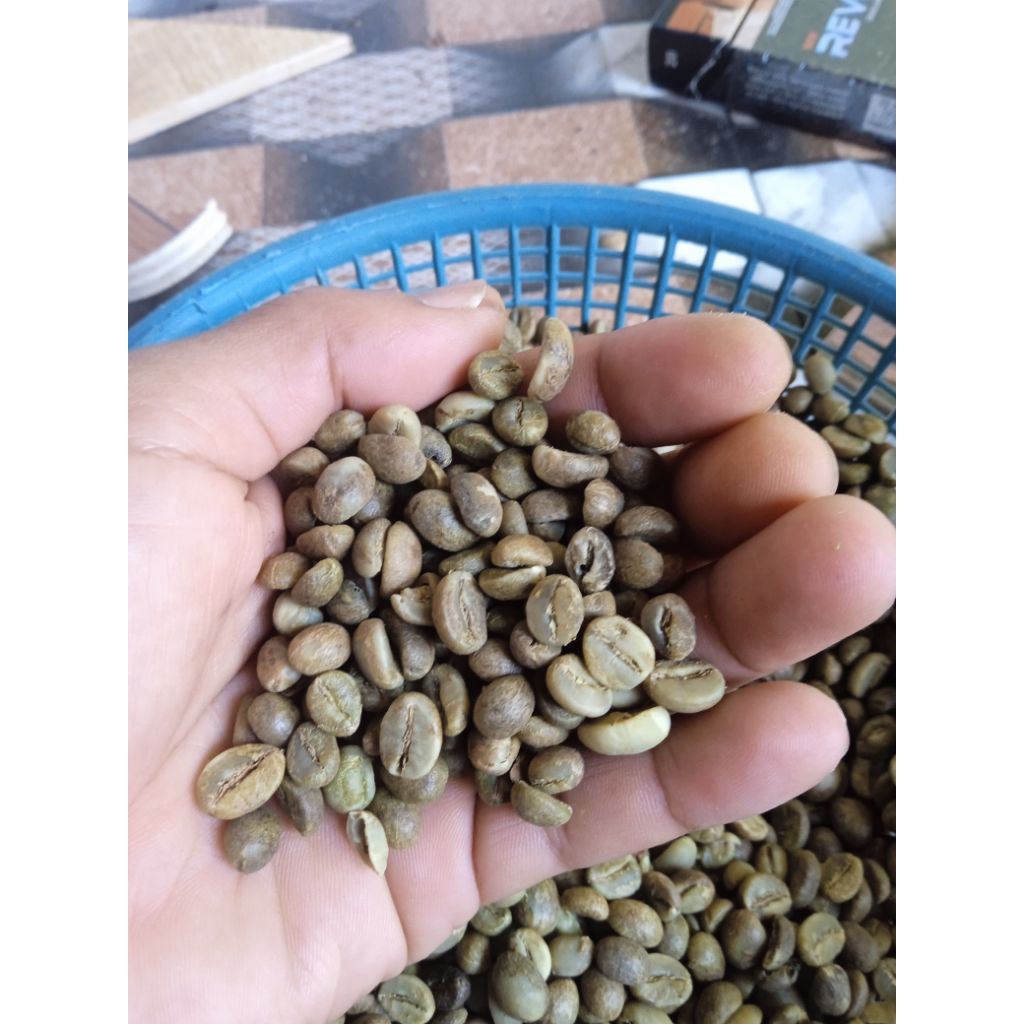 

kopirobustatanggamuslampung