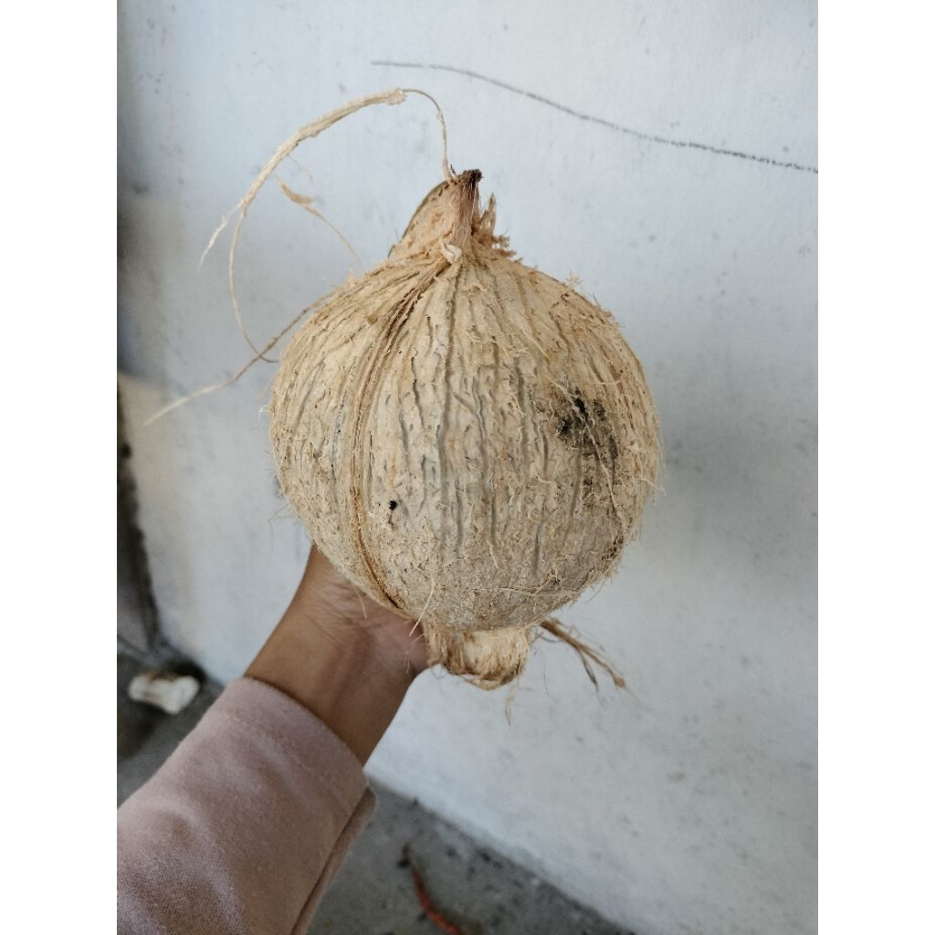 

Kelapa klopo Fress segar berat kurleb 1 kg