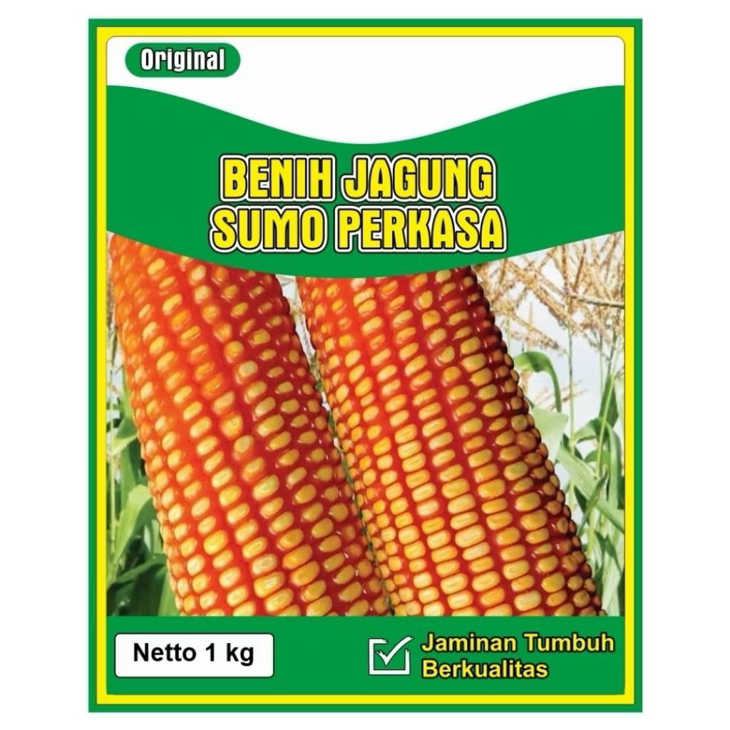 

BENIH JAGUNG SUMO,PERKASA, 1KG SIAP TANAM