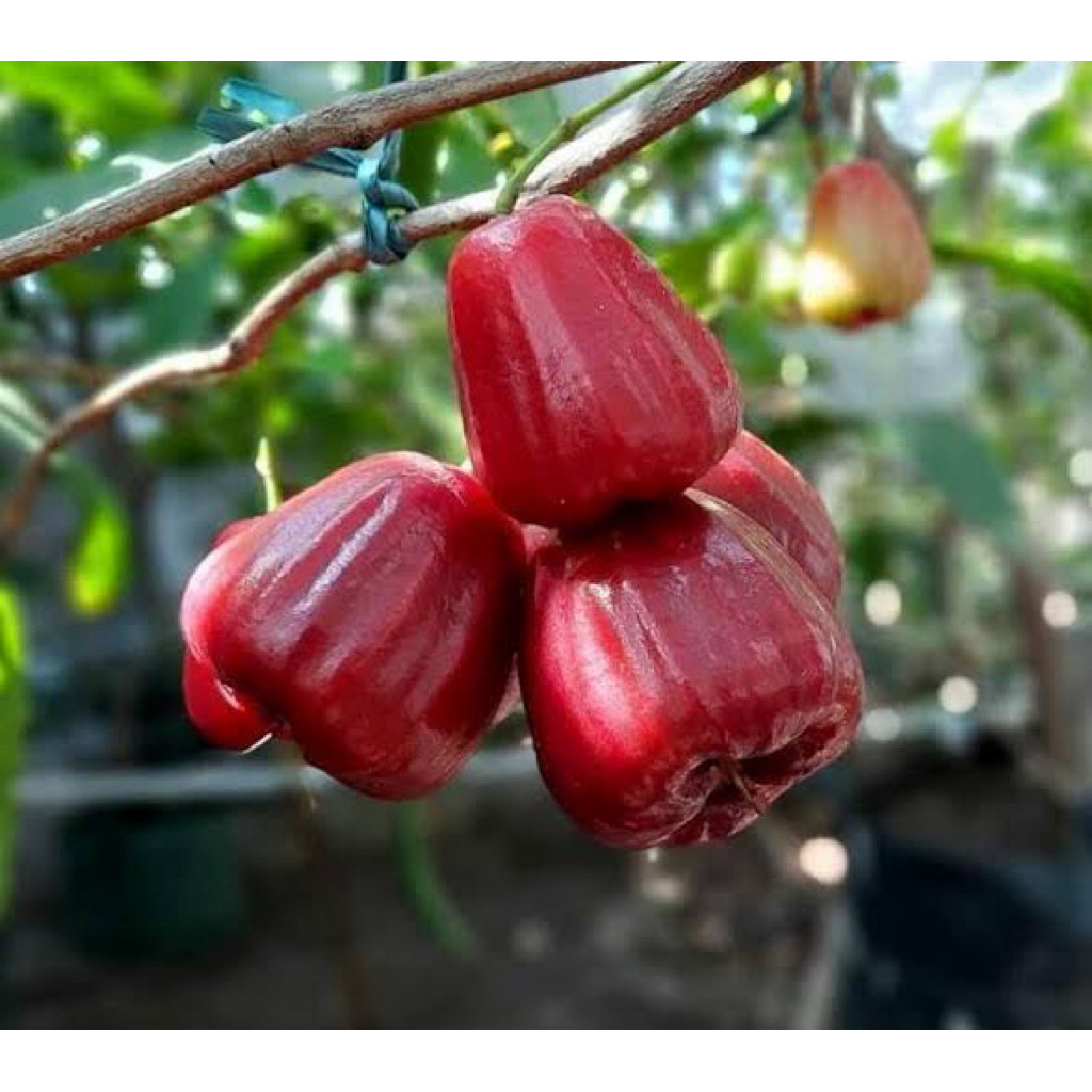 bibit jambu air dalhari kondisi sudah siap untuk berbunga