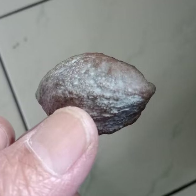 Kemiri Adu Muncang Adu Jayanti Gogog Ori Full Tua