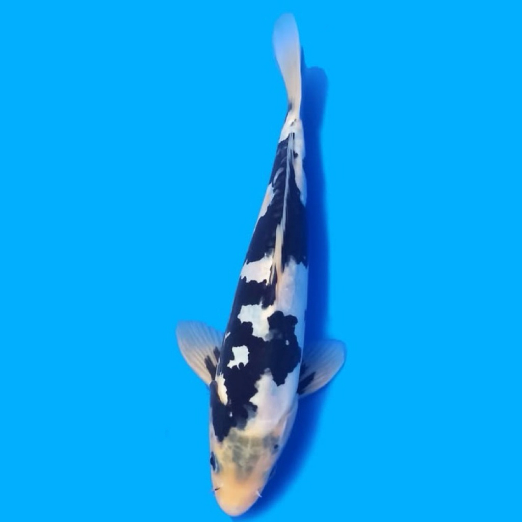IKAN KOI SHIRO GRADE A 20-23CM