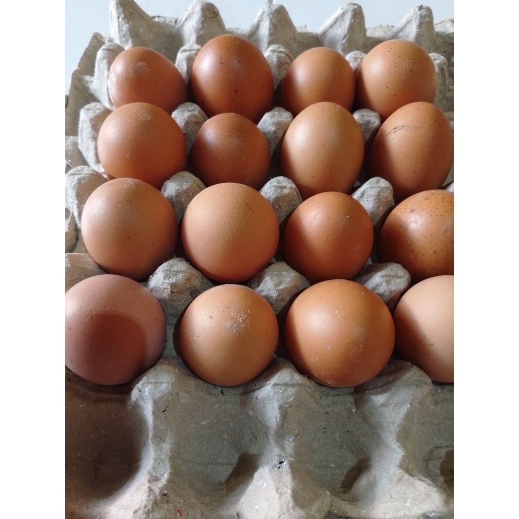 

telur ayam horn telur ayam telur ayam cangkang coklat
