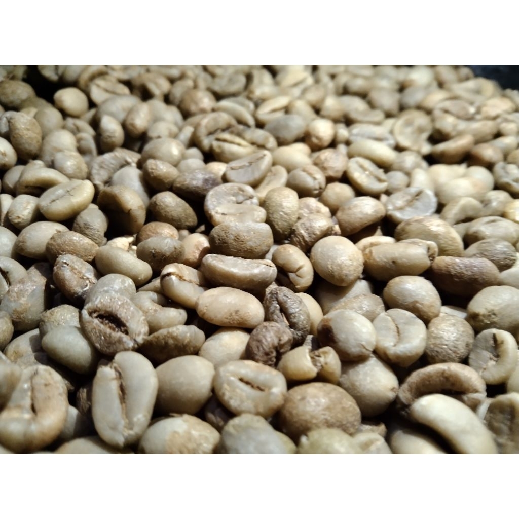 

Biji Kopi Robusta Jember Mentah Proses Natural/Green Bean Jember 100gr