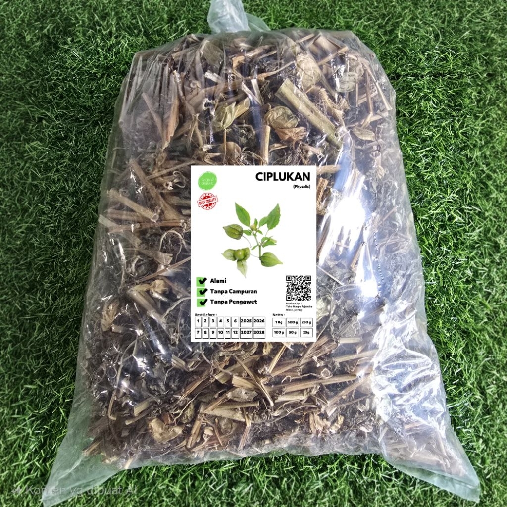 

Ciplukan Kering 500gram Ceprutan Cacah Batang Daun Buah Alami Organik