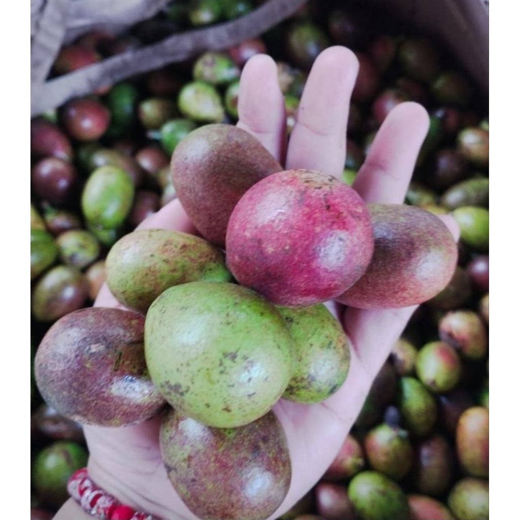 

Matoa Buah Manis