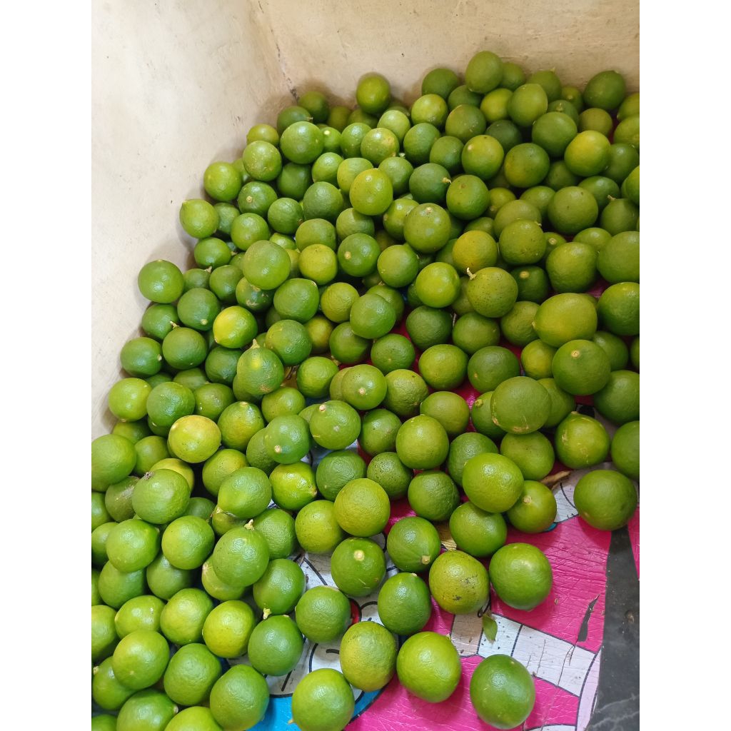 

2.kg jeruk nipis segar