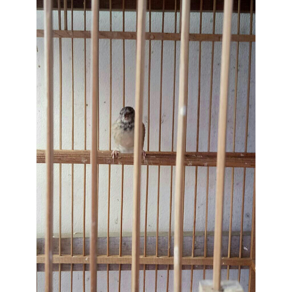 Burung Blackthroat Jantan Gacor (buka sayap)