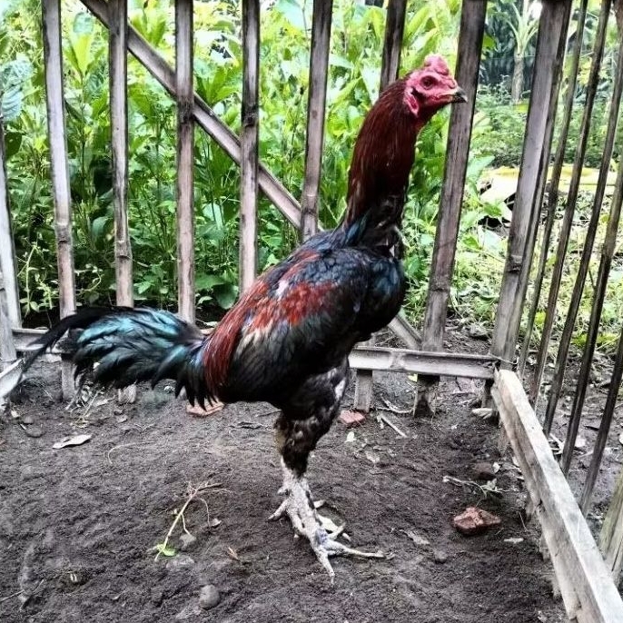 Telur Tetas Telur Fertil Ayam Aduan Koyngon Cros Pluker