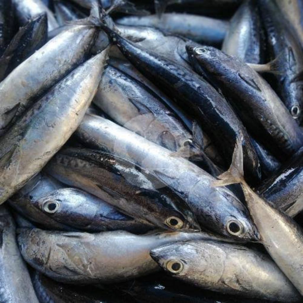 

Ikan Tongkol Segar (Ikan Fresh)