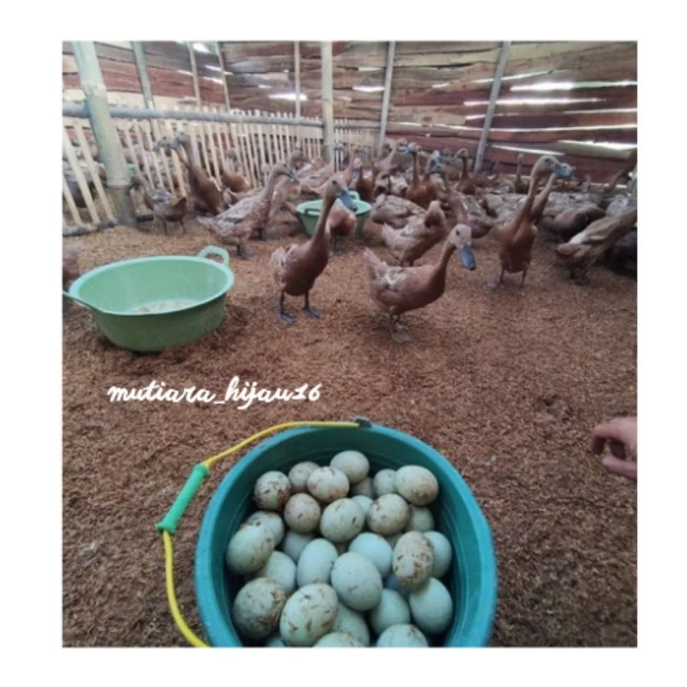 

telur bebek mentah fresh berkualitas 10 butir