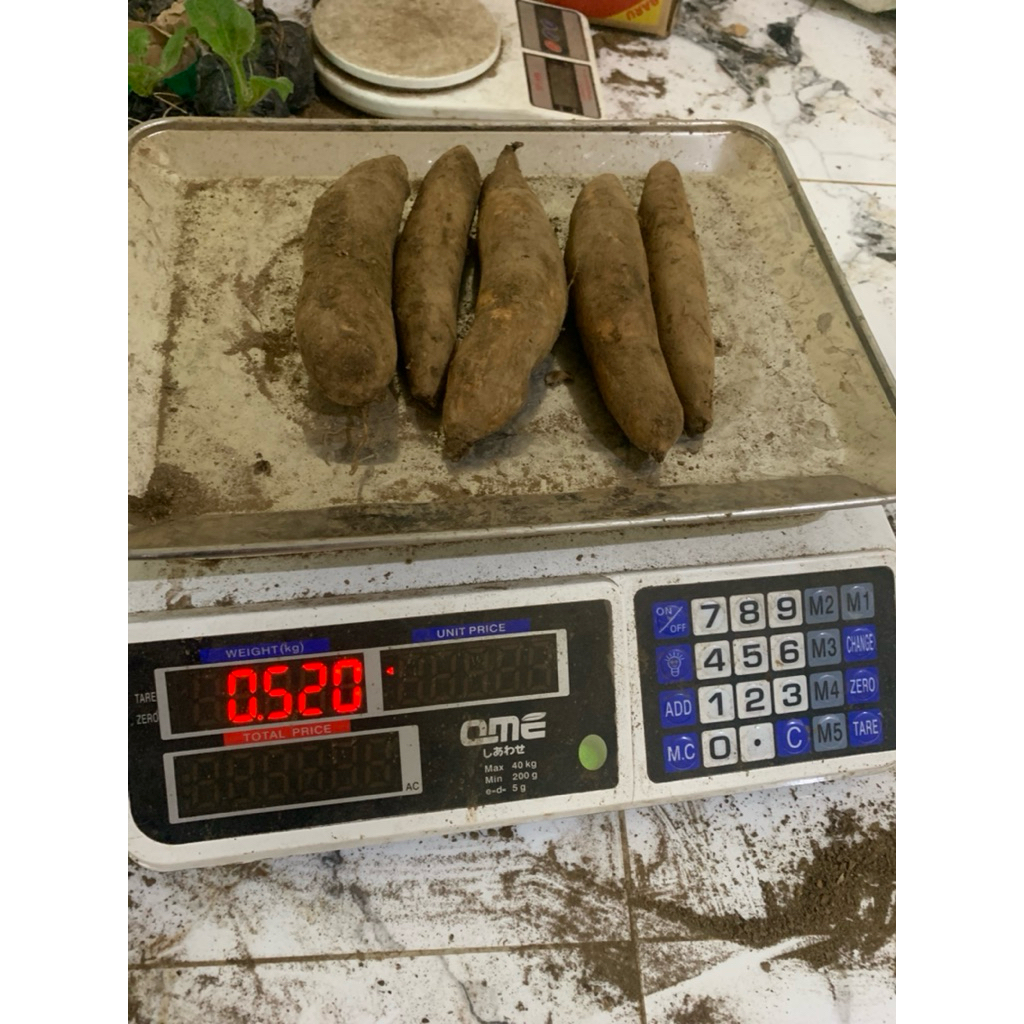 

ubi yacon 500gr isi 5-8 buah