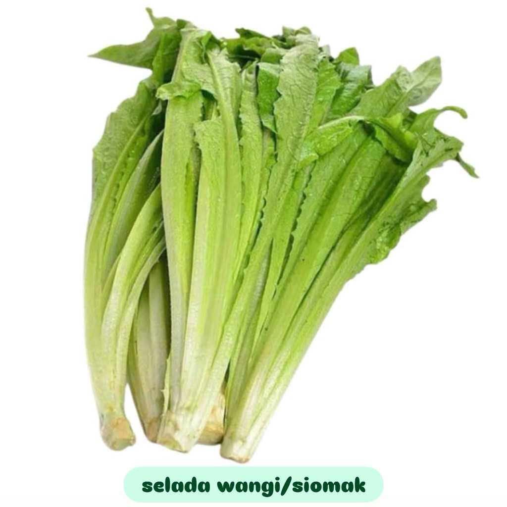 

Selada wangi/Siomak fresh 250gr/500gr/1kg
