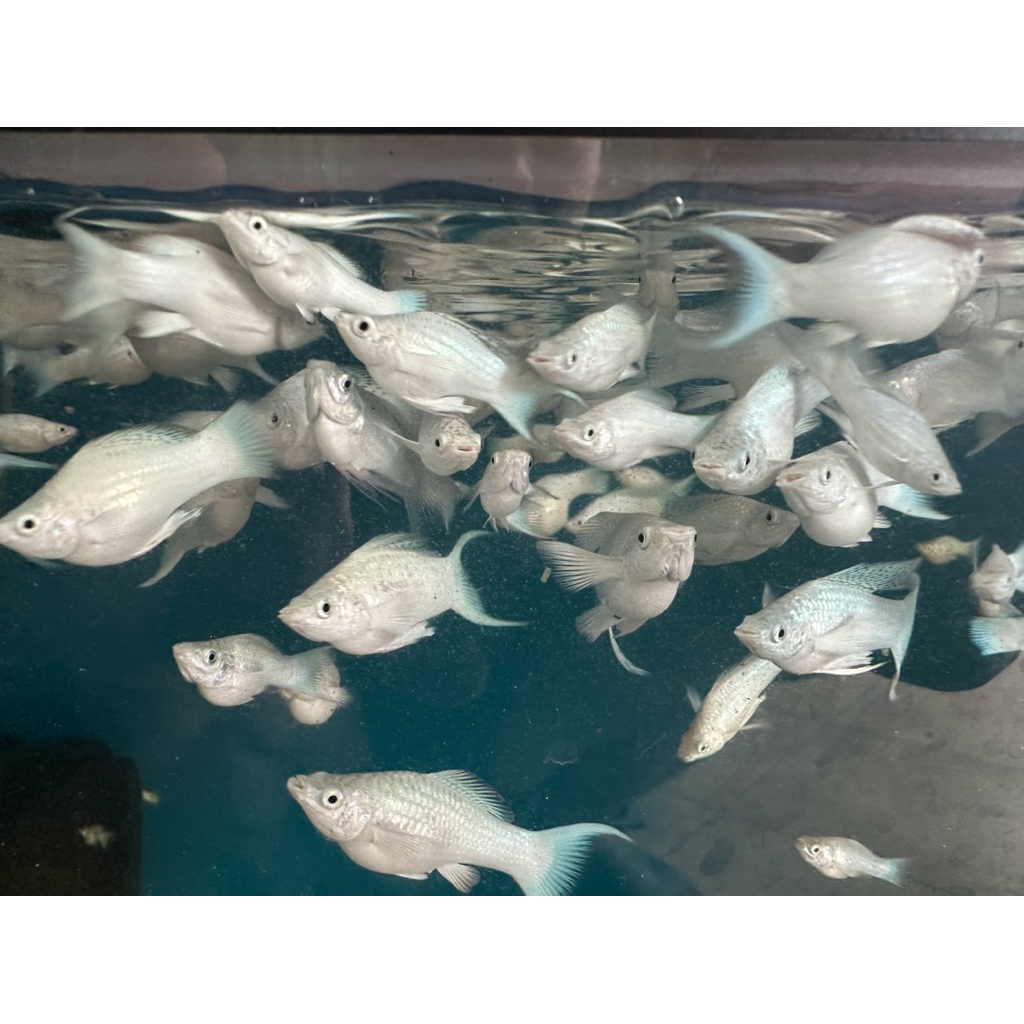 Ikan Hias Molly Platinum Cawang
