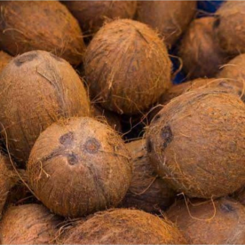 

Kelapa tua segar, kelapa jumbo