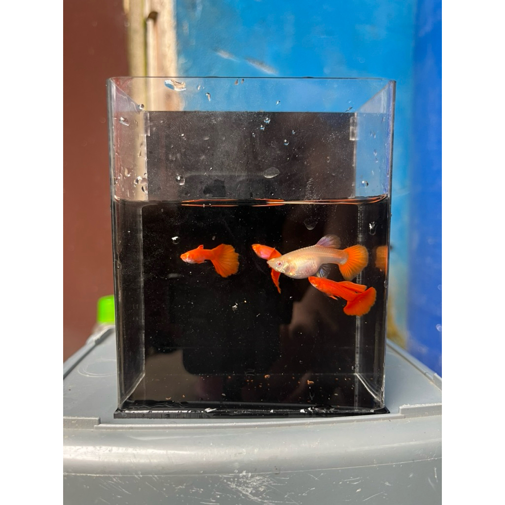 Guppy Albino Full Red AFR Big Dorsal