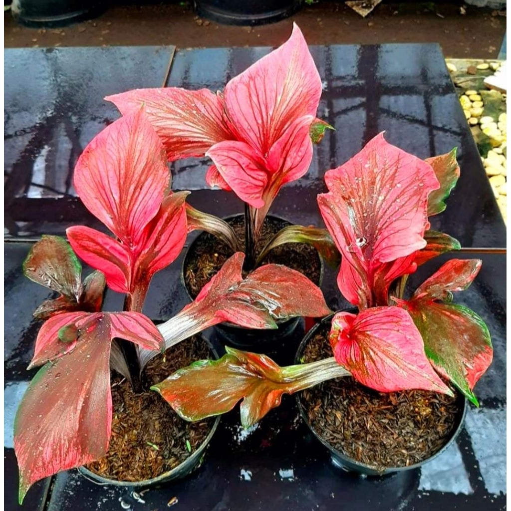 Tanaman Hias Caladium Red Kujang Bibit Bonggol / Tanaman Bonggol Keladi Red Kujang / Bisa Cod