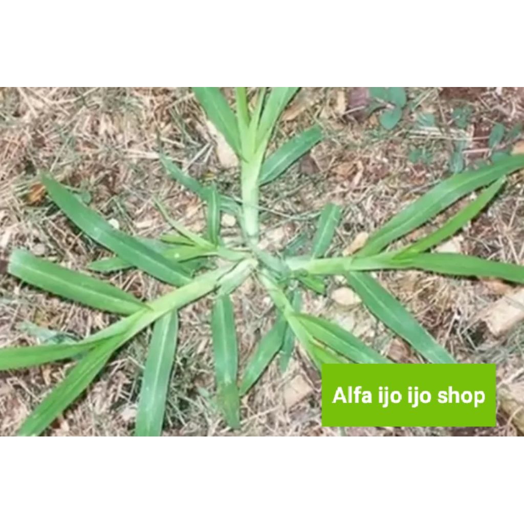 

obat herbal rumput belulang/lulangan segar 10 pcs