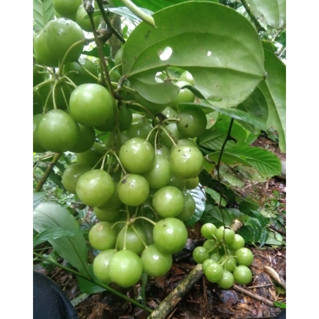 

buah canar bahan manisan 10kg