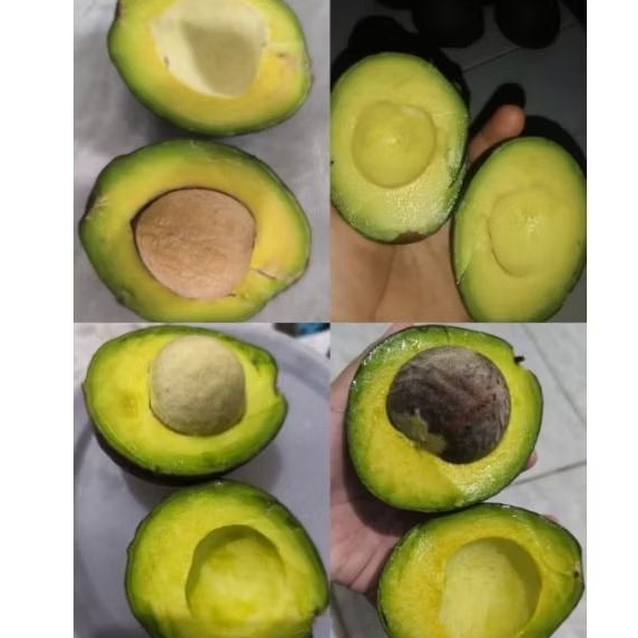 

BUAH ALPUKAT PERKILO