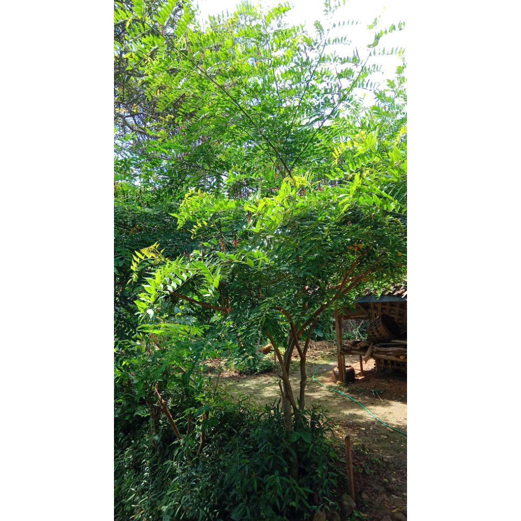 

BIJI INDIGOFERA BERAT 1 KG KUALITAS SUPER