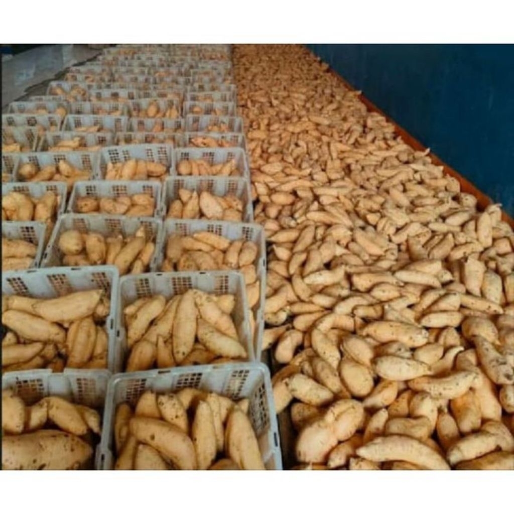 

UBI CILEMBU MADU UKURAN MINI NIKMAT 100% PEDO / 1Kg