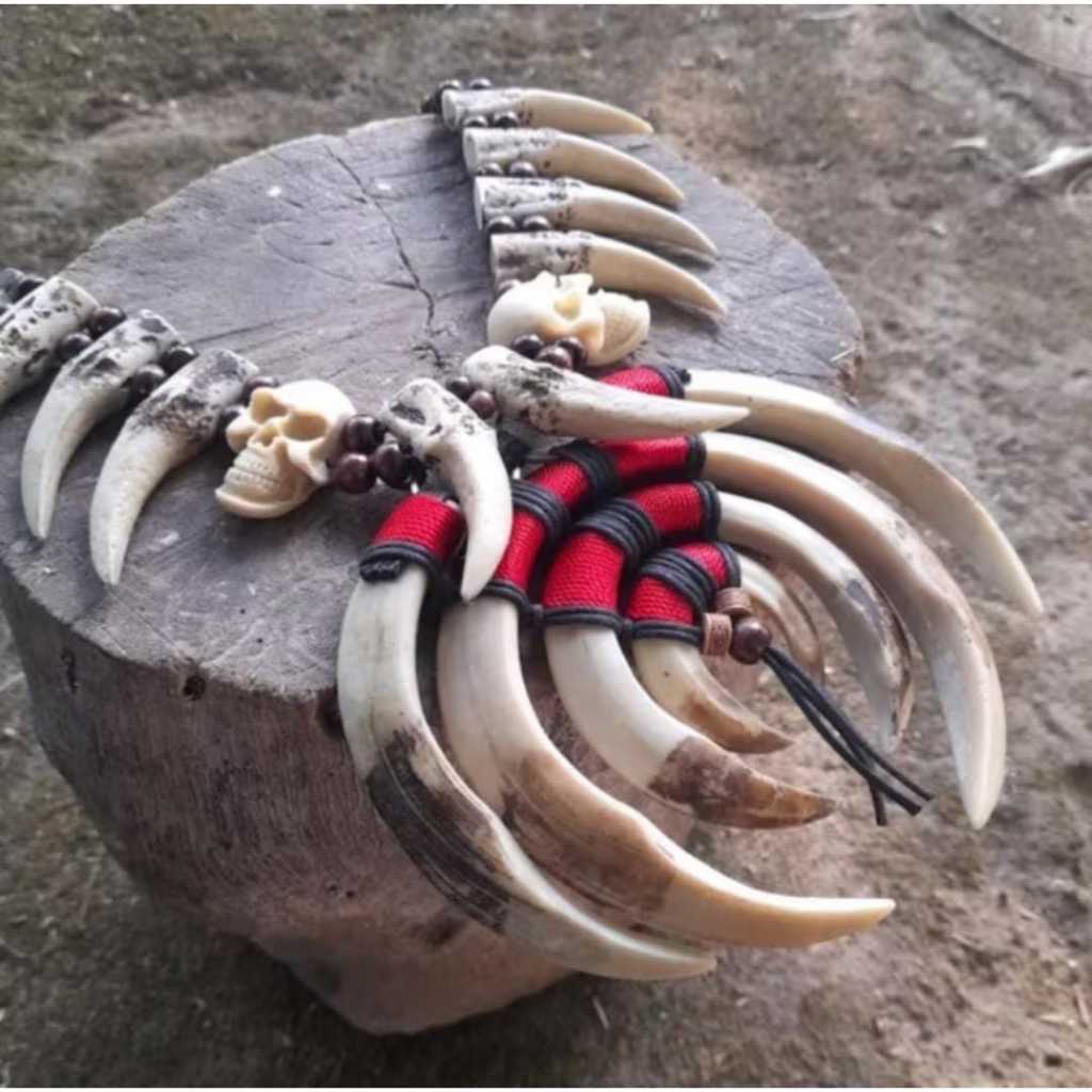 Kalung taring khas dayak kalimantan bervariasi taring babi