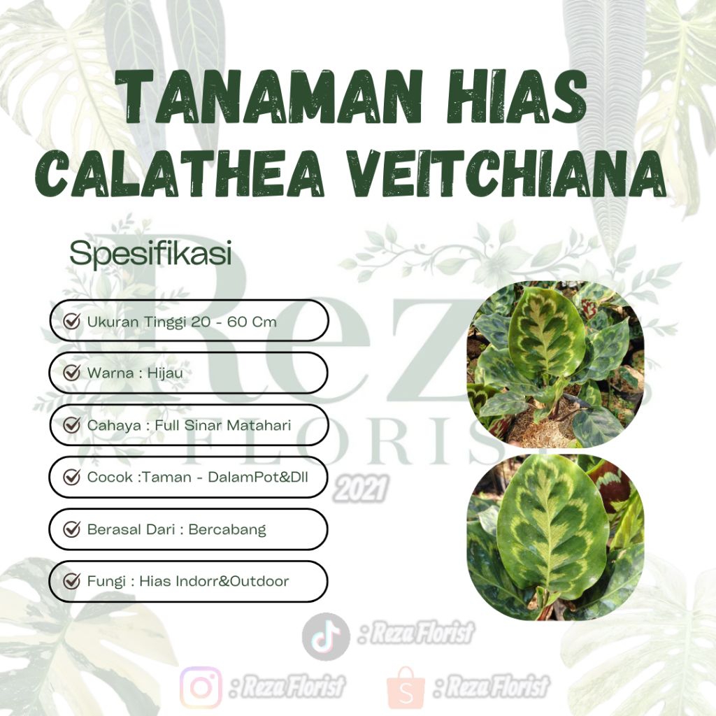 Tanaman Hias Calathea Veitchiana / Calathea Peacock