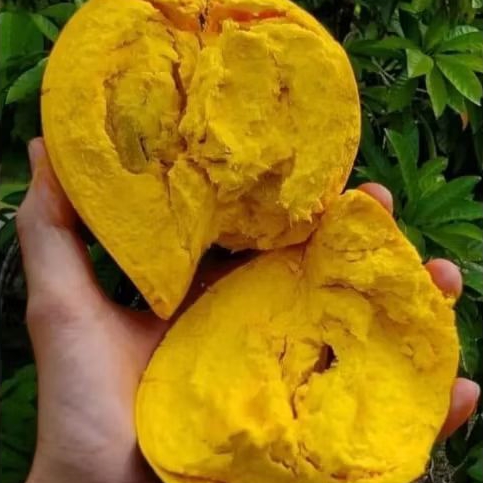 

buah alkesa 500gr/2kg Buah Alkesa/Sawo Mentega