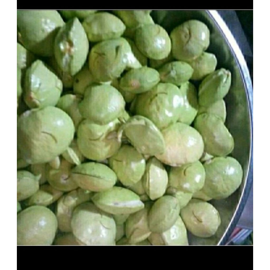 

jengkol muda fres per 250 gram kupas